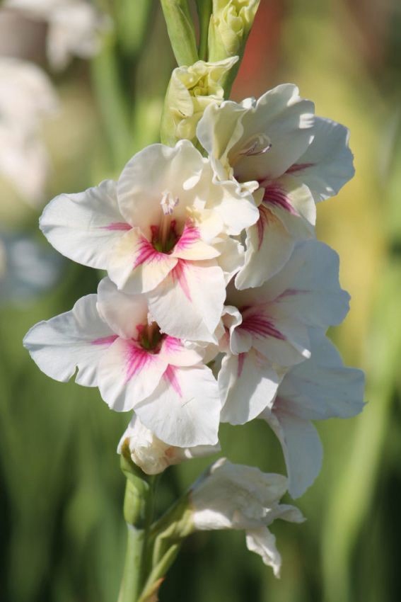 4 x Gladioli Amber Mystique Bulbs - Excellent Cut Flower Beautiful Perennial