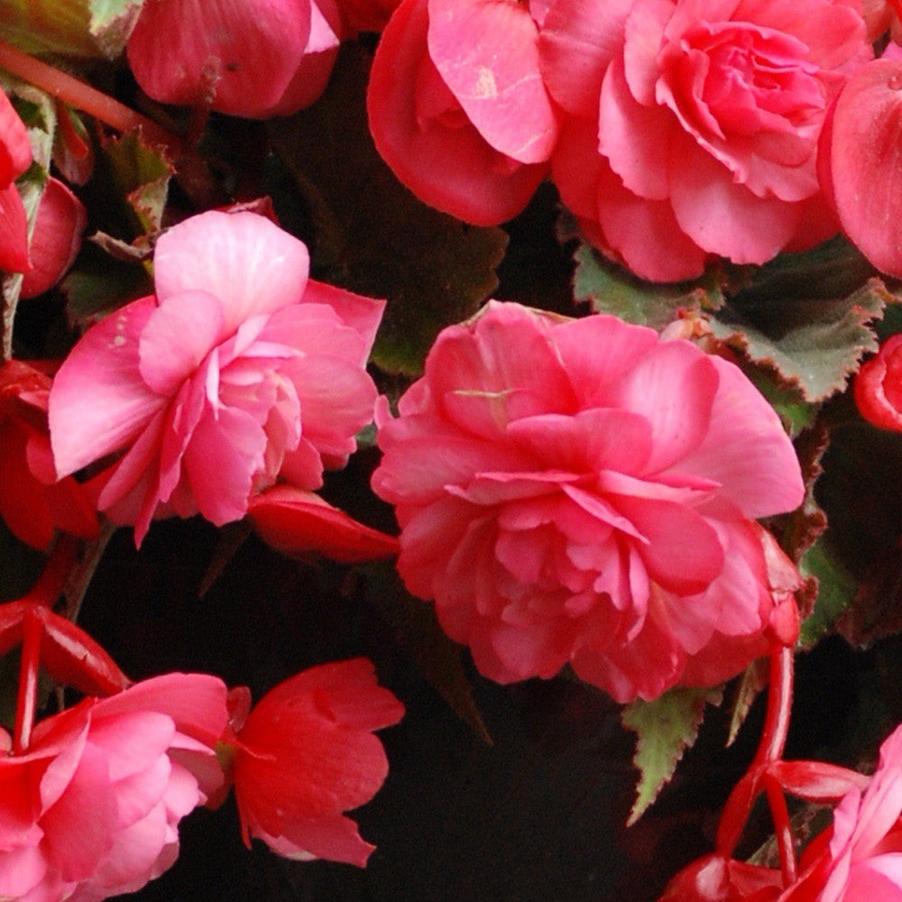 4 x Begonia Odorosa Sweet Pink Bulbs - Fragrant Summer Flowering - Garden&Patio