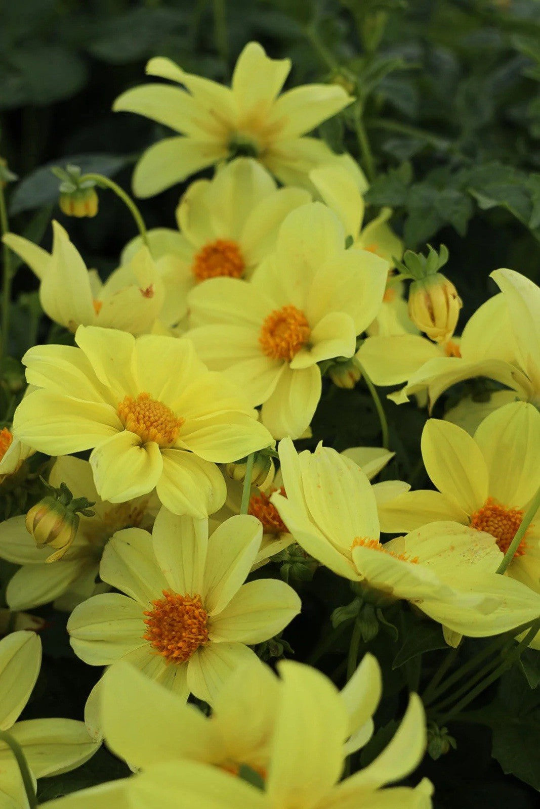4 x Dahlia Mignon Yellow Bulbs - Perfect for pots and borders adored by bees