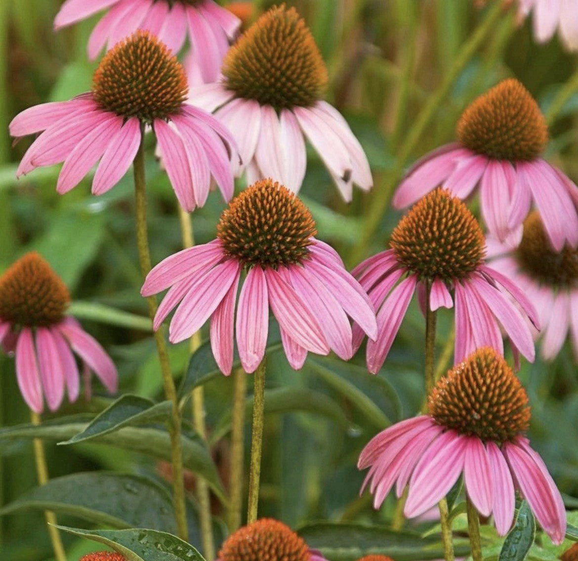 8 x Echinacea Purpurea  Bulbs - Pink Coneflower Loved by Pollinators