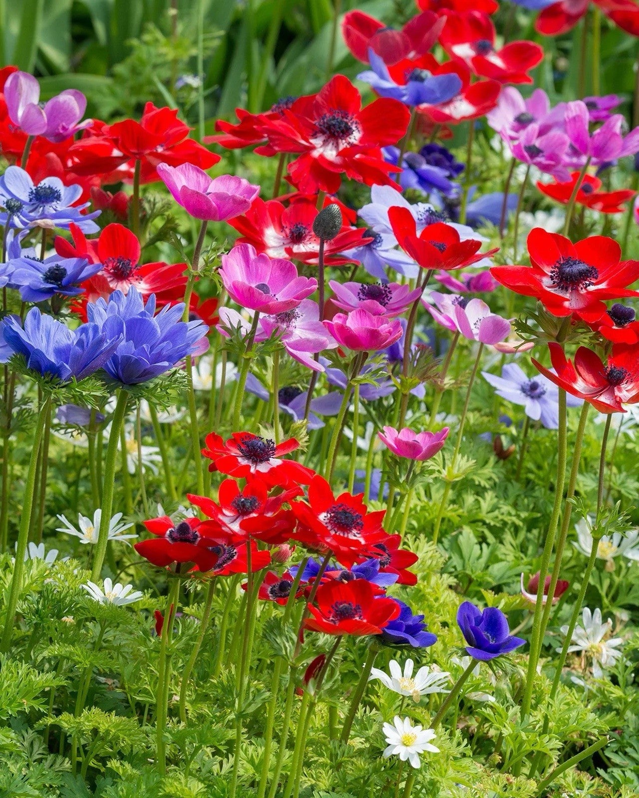 40 x  Anemone De Caen Mixed Bulbs - A colourful display for your garden