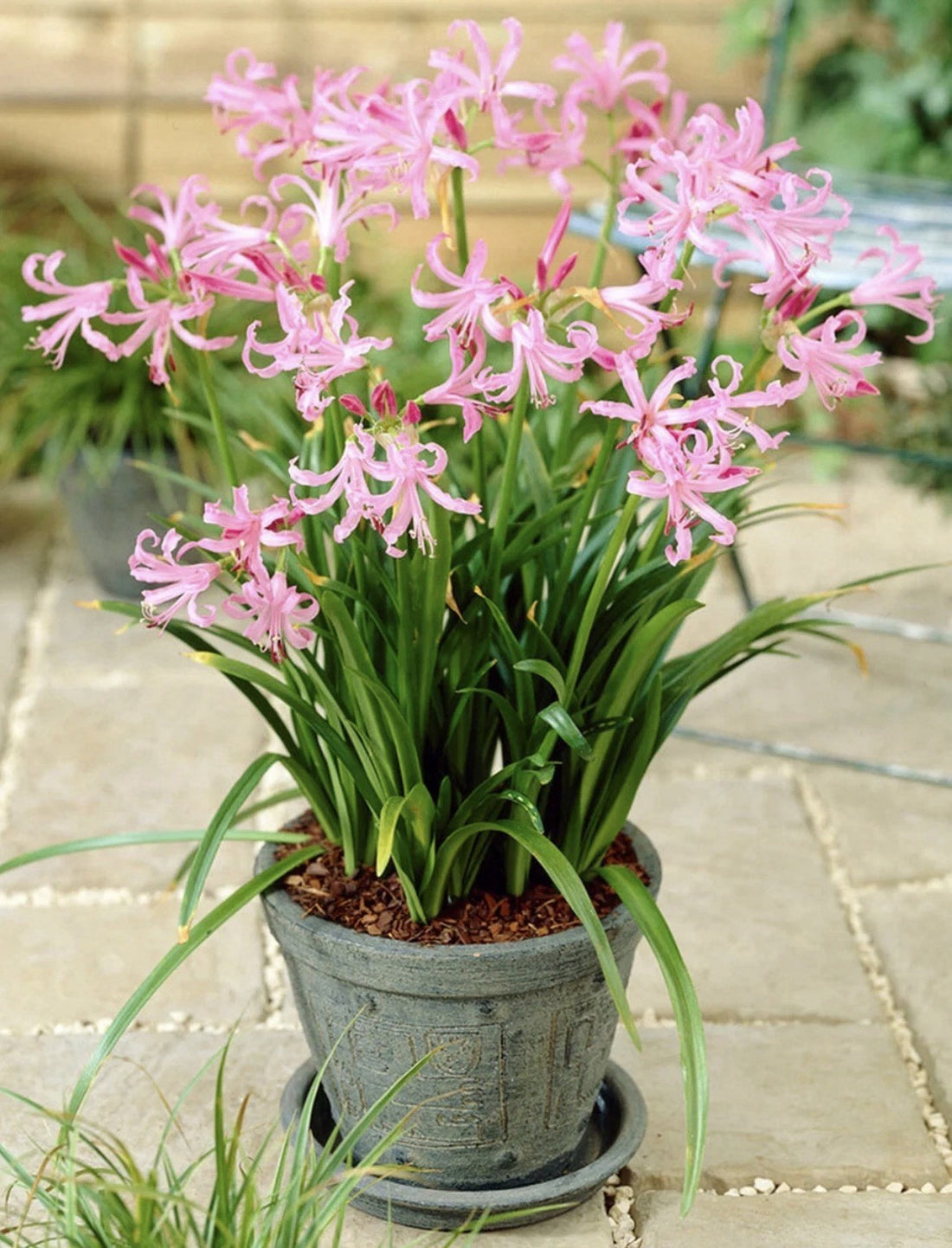 4 x Nerine Bowdenii bulbs - Fragrant Pink Guernsey Lily Excellent Cut Flowers