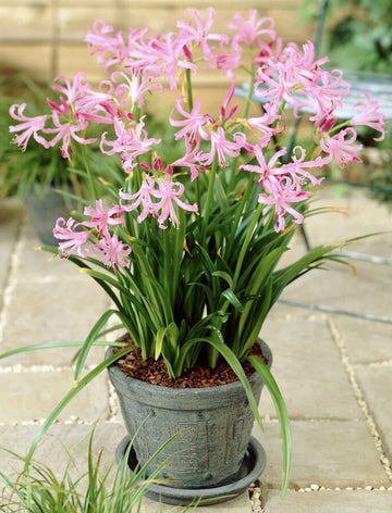 4 x Nerine Bowdenii bulbs - Fragrant Pink Guernsey Lily Excellent Cut Flowers