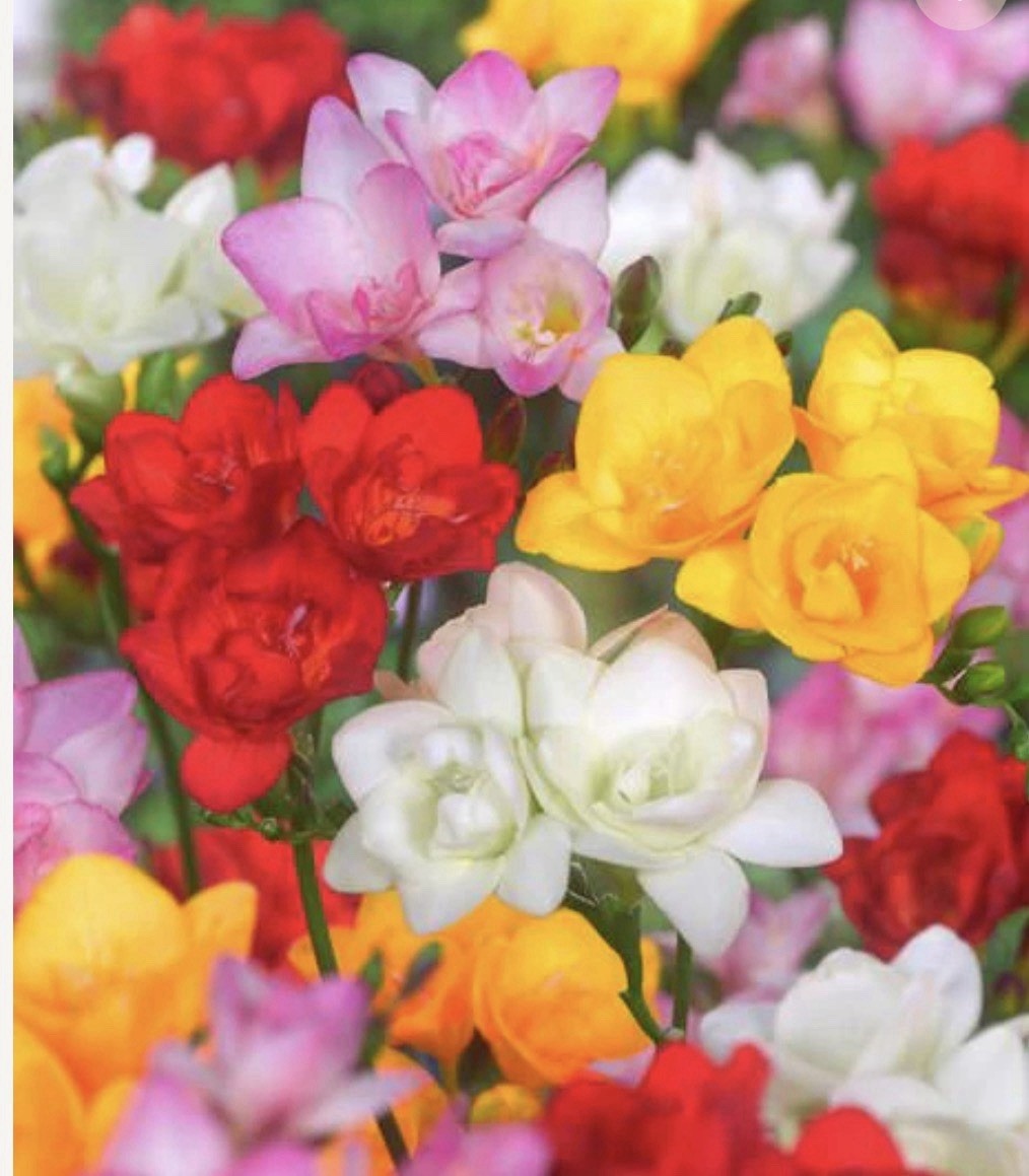 40 x Freesia Double Mixed Bulbs - Highly Fragrant Colourful Blooms Perennial