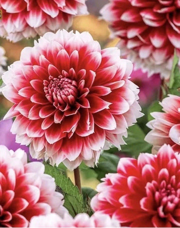 4 x Dahlia Red Empire Bulbs– Stunning Red& White Flowers - Summer Flowering