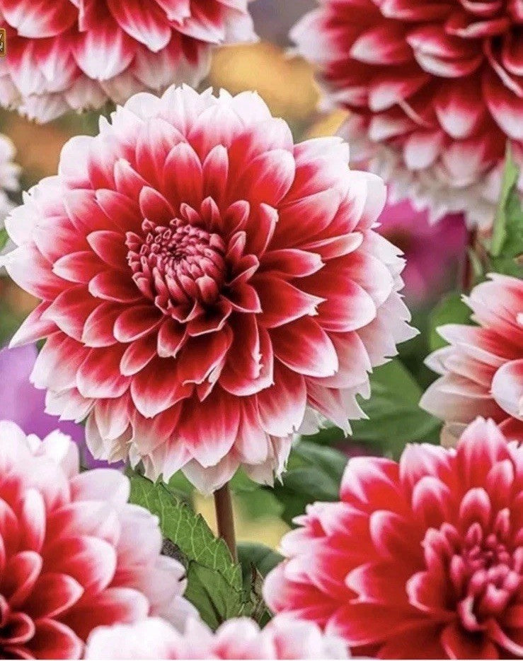 4 x Dahlia Red Empire Bulbs– Stunning Red& White Flowers - Summer Flowering
