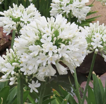 4 x Agapanthus White Superior Bulbs - Attracts Bees and other pollinators