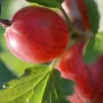 Hinnonmaki Red Gooseberry – Compact, Vigorous Fruit Bush