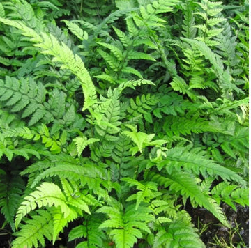 Polystichum tsus-simense Korean Rock Fern 2L Live Tropical Terrarium Plant Easy