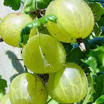 Invicta Gooseberry – Vigorous, High-Yielding Fruit Bush