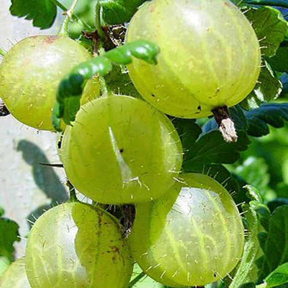 Invicta Gooseberry – Vigorous, High-Yielding Fruit Bush