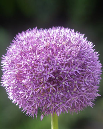 1 x Allium Pinball Wizard Bulb – Hardy Ornamental Flowering Bulb