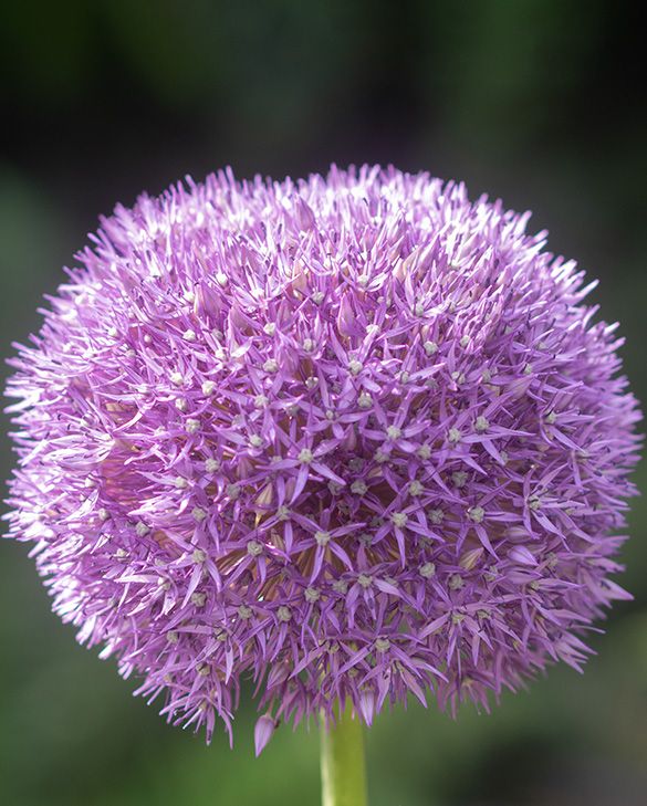 1 x Allium Pinball Wizard Bulb – Hardy Ornamental Flowering Bulb