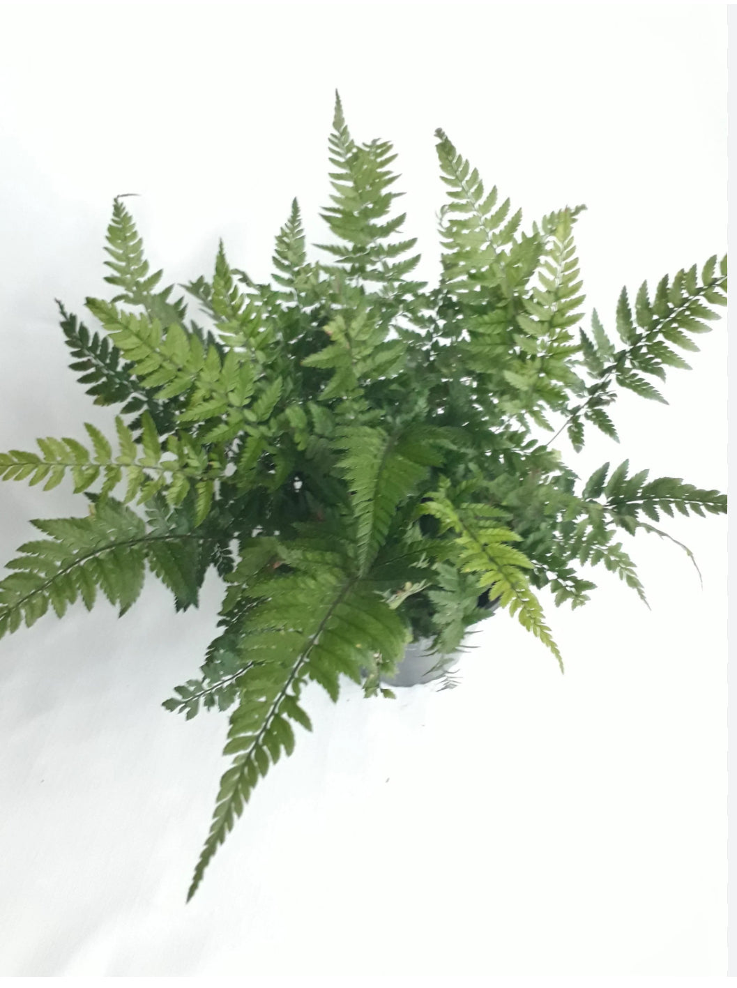 Polystichum tsus-simense Korean Rock Fern 2L Live Tropical Terrarium Plant Easy