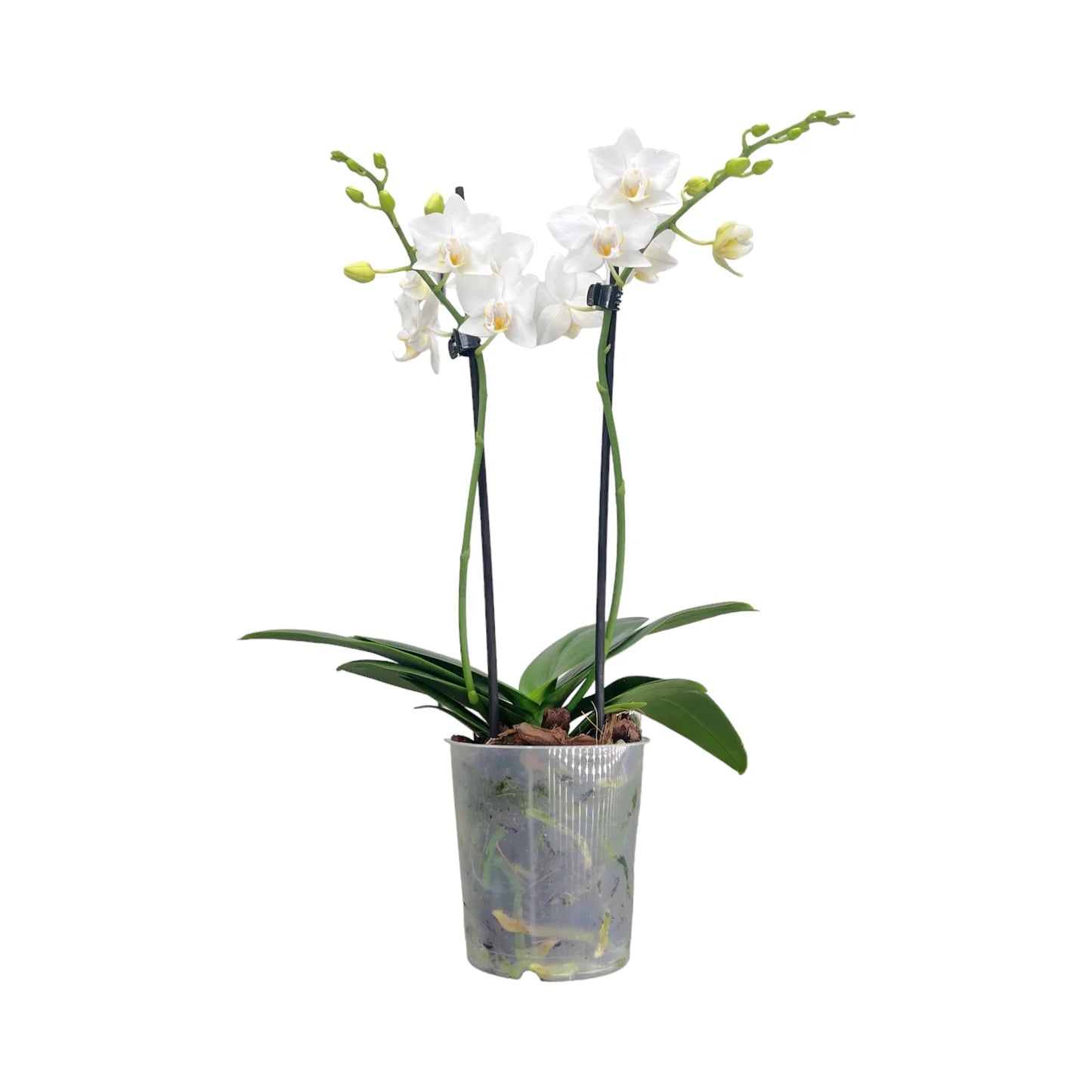 White Phalaenopsis Orchid 6cm Pot