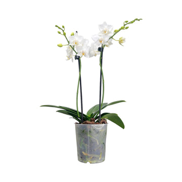 White Phalaenopsis Orchid 6cm Pot – Set of 2