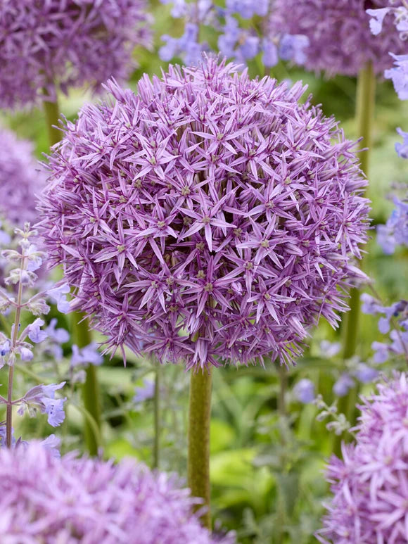 1 x Allium Pinball Wizard Bulb – Hardy Ornamental Flowering Bulb