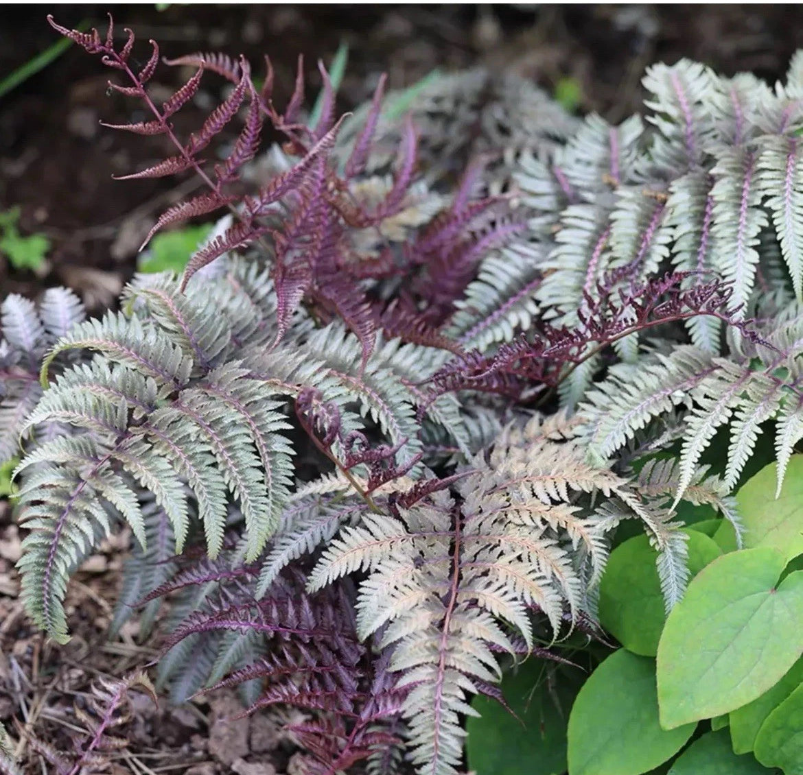 1x Athyrium Niponicum Metallicum Plant  Fern  Perennial - 9cm potted