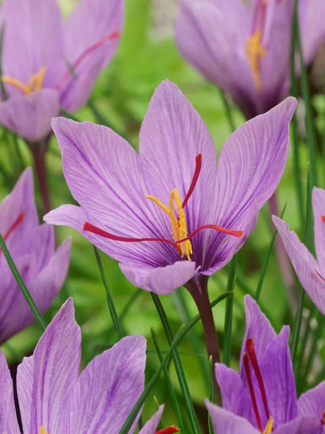 15 x Crocus Sativus Bulbs – Saffron Crocus – Hardy Flowering Bulbs