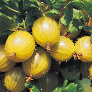 Hinnonmaki Yellow Gooseberry – Hardy, Heavy-Cropping Fruit Bush in 3L Pot