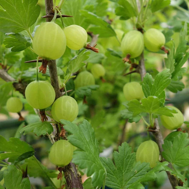 Invicta Gooseberry – Vigorous, High-Yielding Fruit Bush