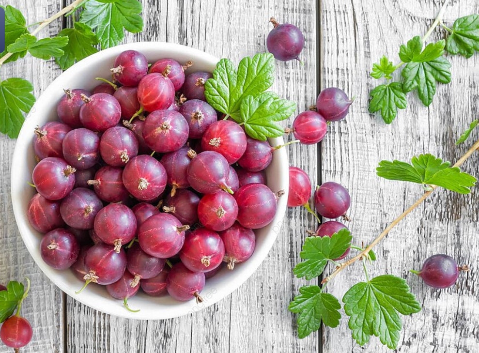 Hinnonmaki Red Gooseberry – Compact, Vigorous Fruit Bush