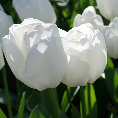 10 x Hakuun Tulip Bulbs – Pure White Tulips