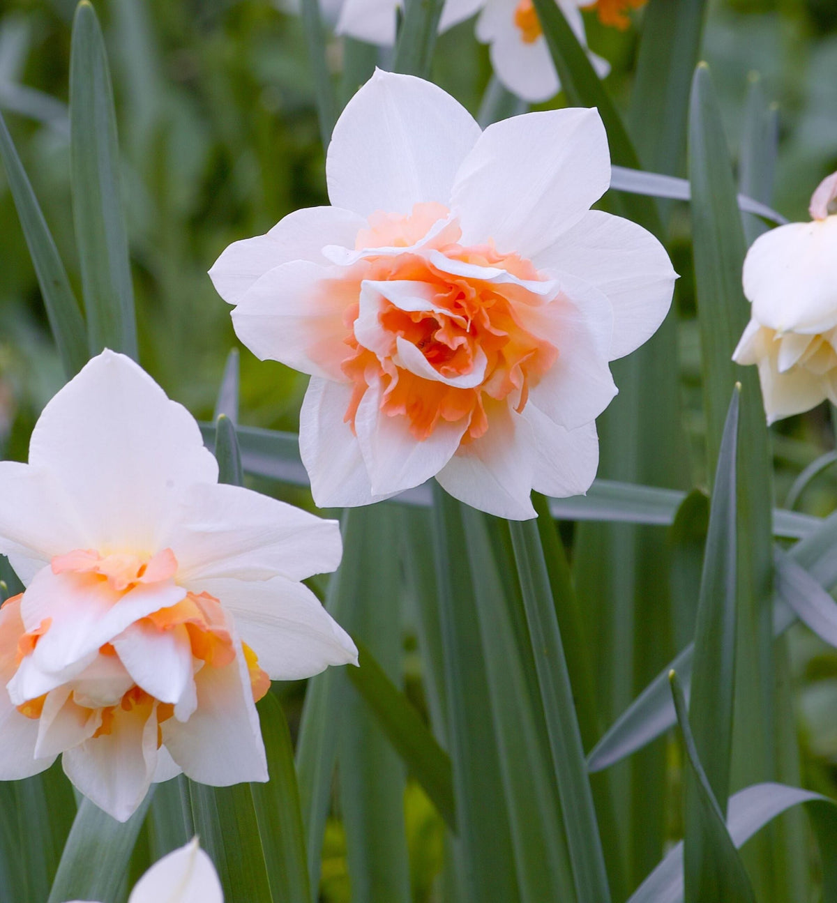 15 x Delnashaugh Narcissus Bulbs – Double Flowering Spring Bulbs