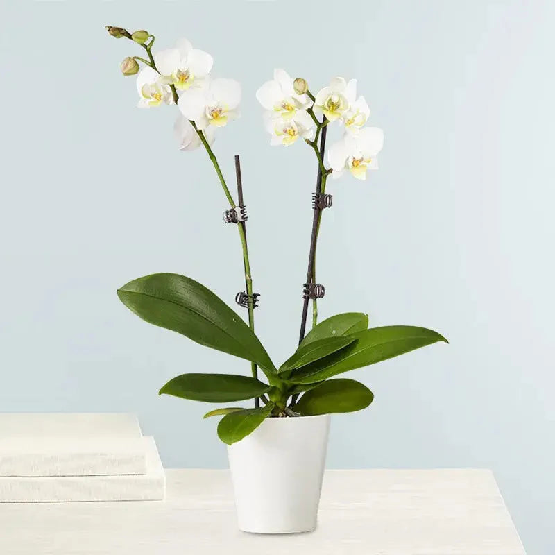 White Phalaenopsis Orchid 6cm Pot