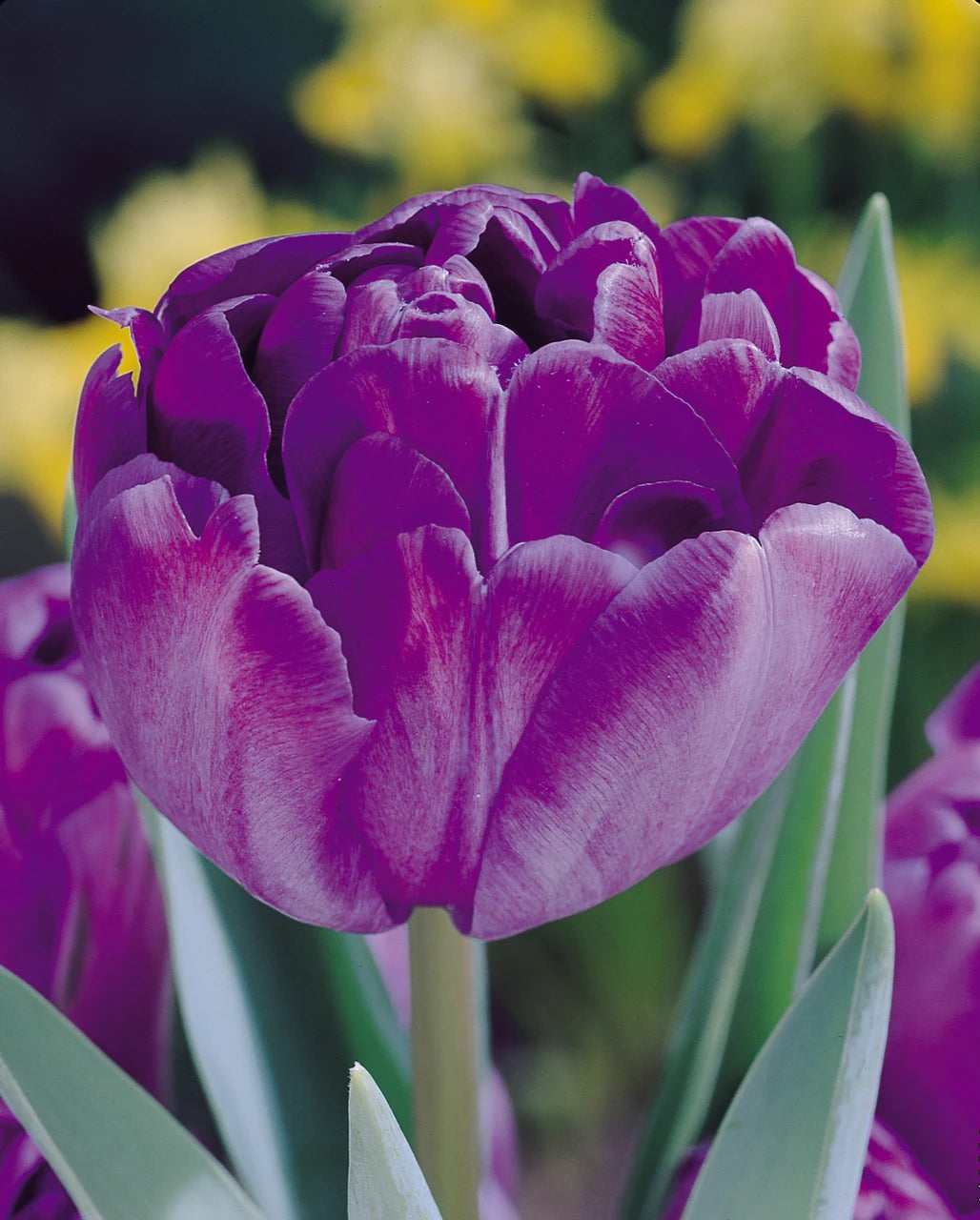 10 x Blue Diamond Double Tulip Bulbs – Double Flowering Tulips