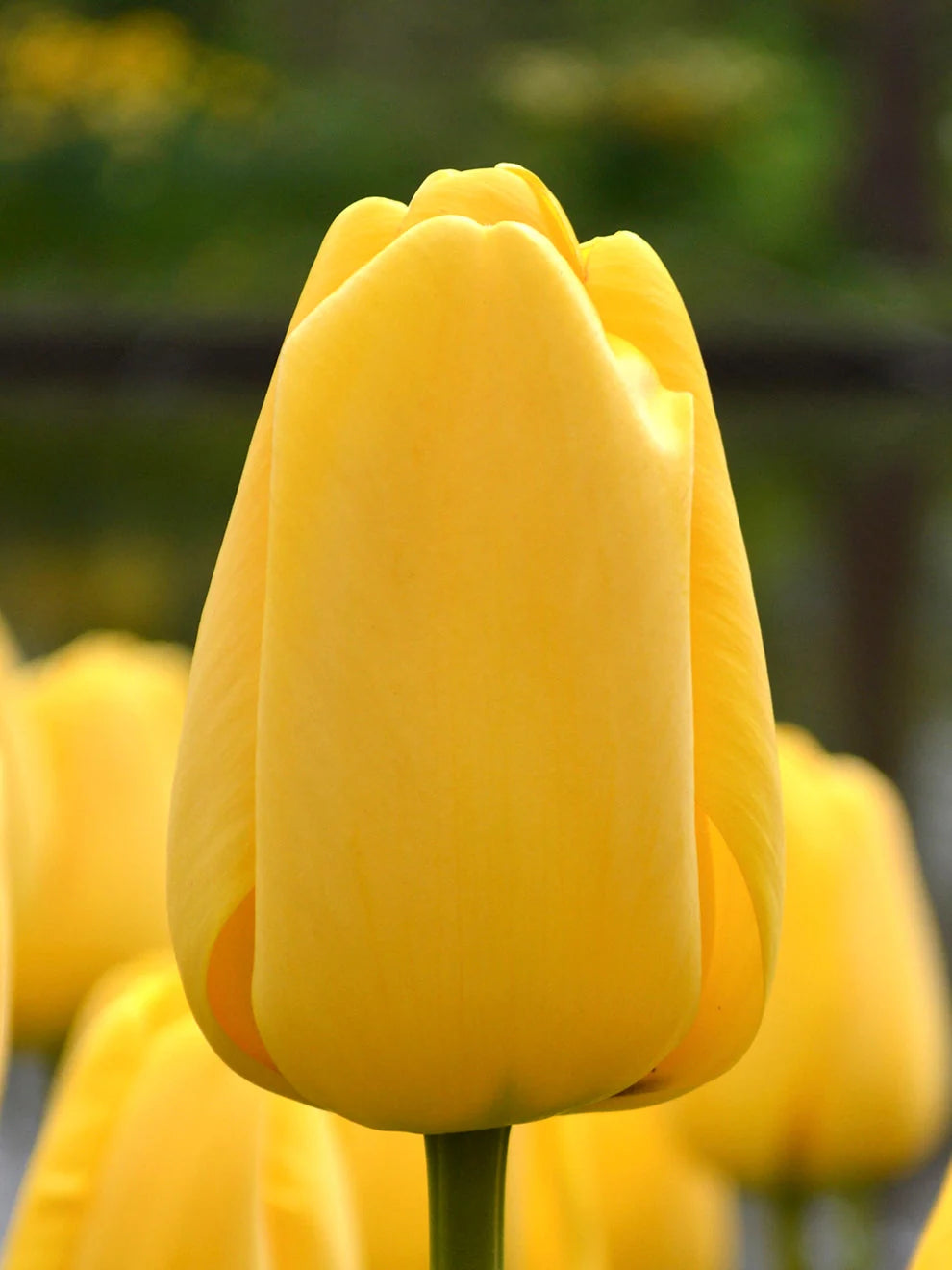 10 x Golden Rui du Midi Tulip Bulbs – Vibrant Yellow Flowers