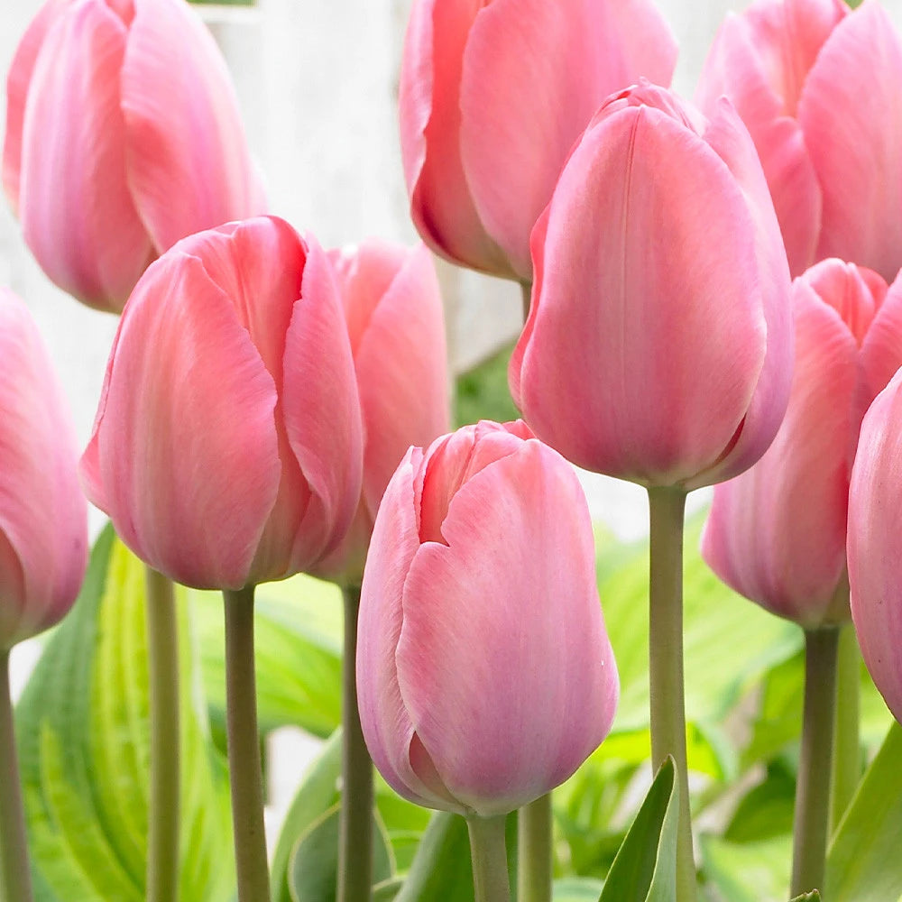 10 x Van Eijk Tulip Bulbs – Coral Pink Spring Flowers