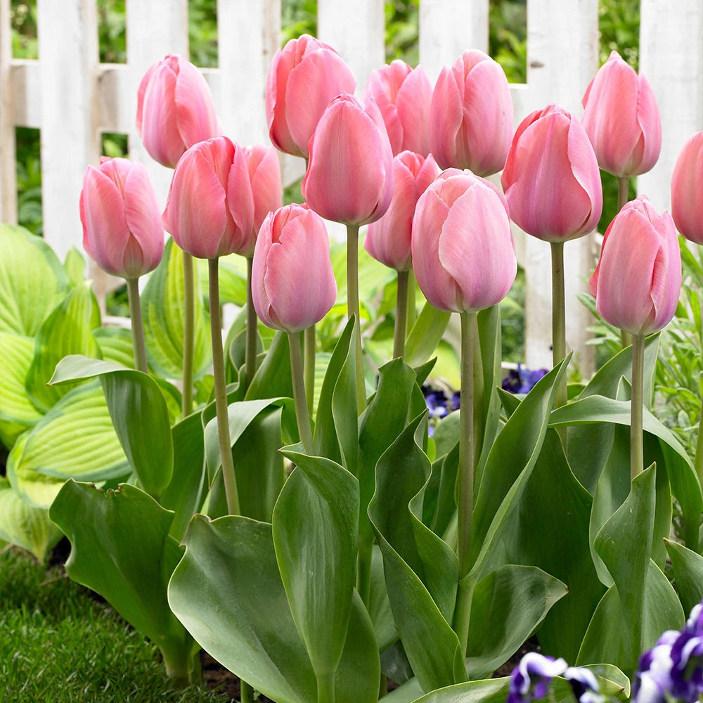 10 x Van Eijk Tulip Bulbs – Coral Pink Spring Flowers