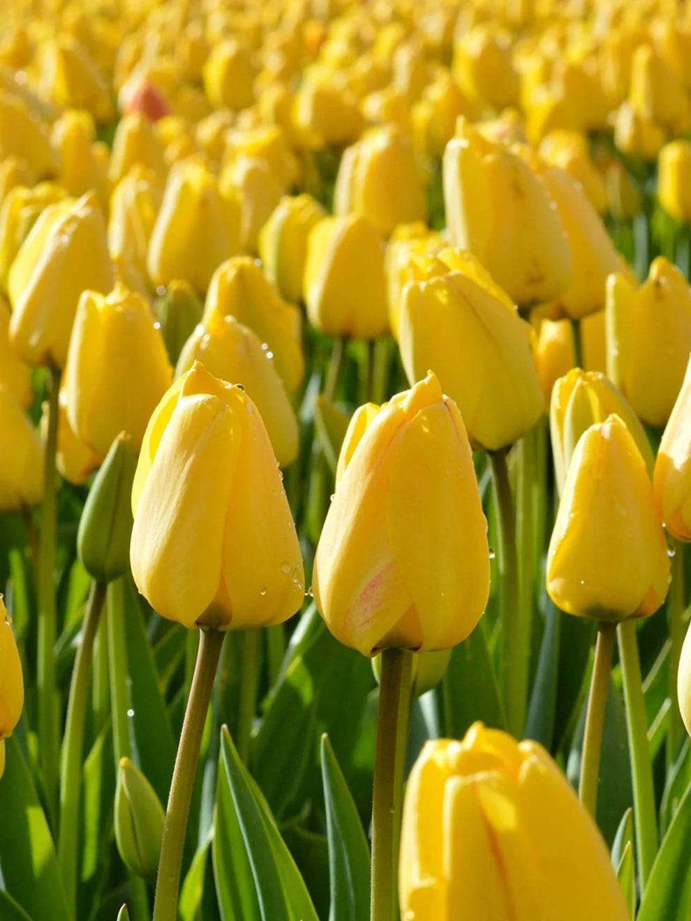 10 x Golden Rui du Midi Tulip Bulbs – Vibrant Yellow Flowers