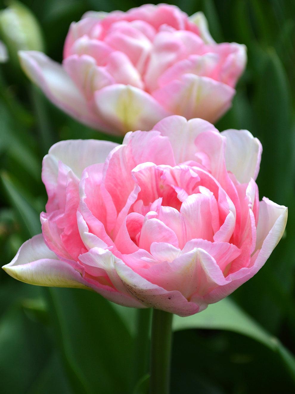 10 x Angelique Romantic Blush Pink Double Tulip Bulbs – Peony Flowered