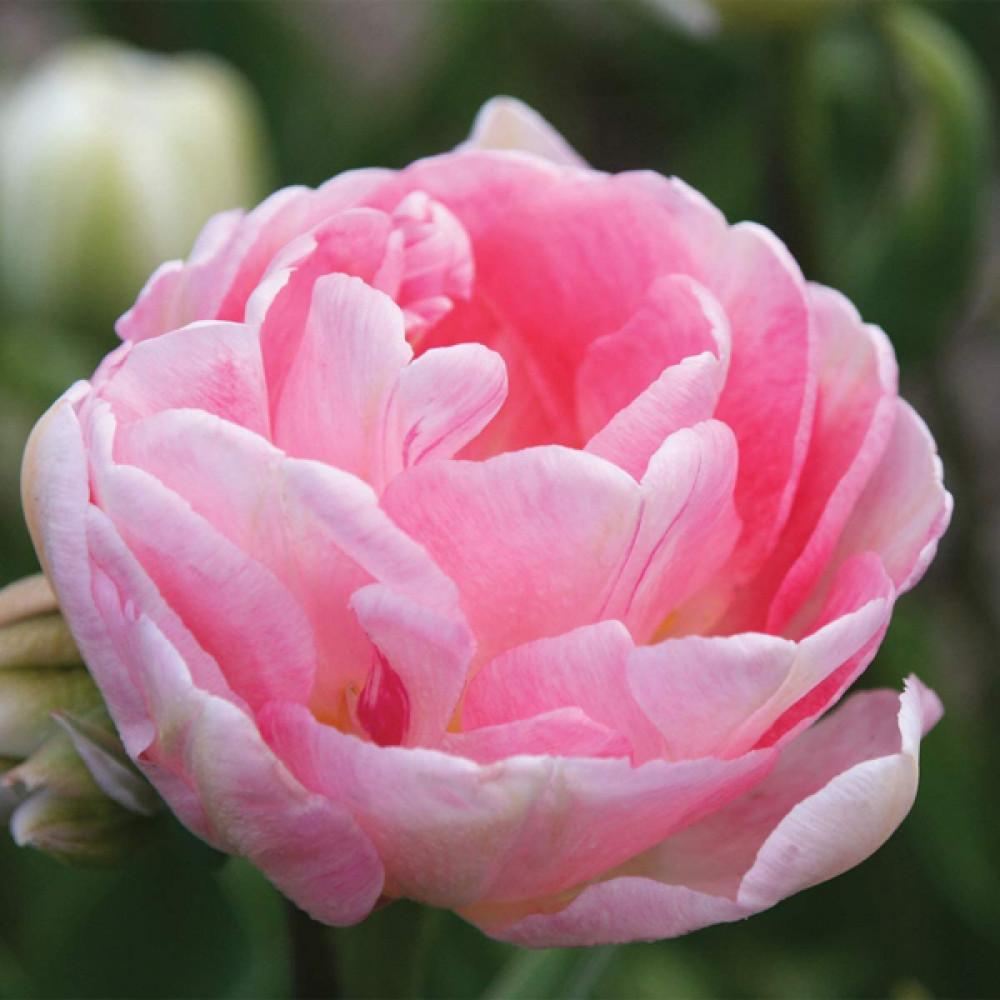 10 x Angelique Romantic Blush Pink Double Tulip Bulbs – Peony Flowered