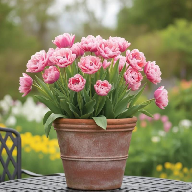 10 x Angelique Romantic Blush Pink Double Tulip Bulbs – Peony Flowered