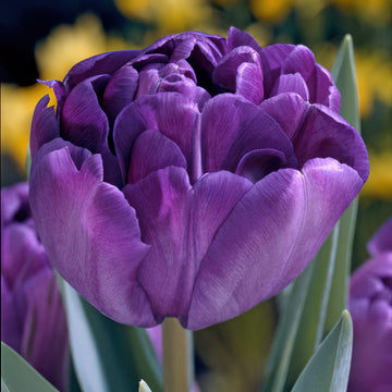 10 x Blue Diamond Double Tulip Bulbs – Double Flowering Tulips