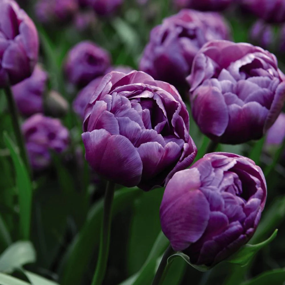 10 x Blue Diamond Double Tulip Bulbs – Double Flowering Tulips