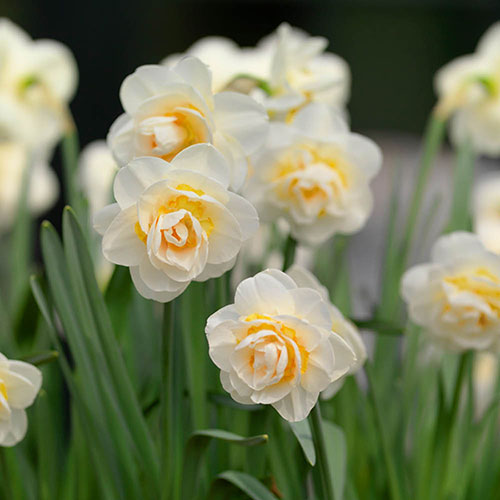 15 x Bridal Crown Narcissus Bulbs – Fragrant Double White Flowers