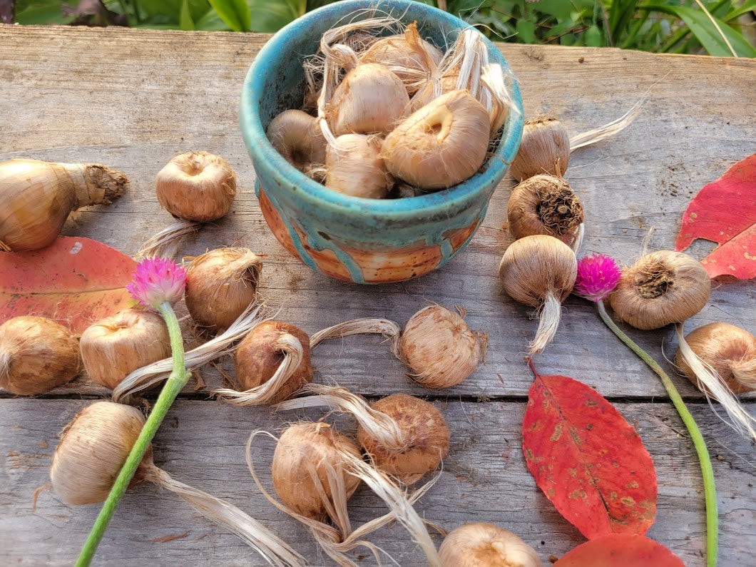 15 x Crocus Sativus Bulbs – Saffron Crocus – Hardy Flowering Bulbs