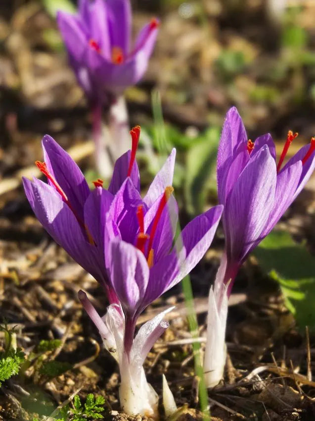 15 x Crocus Sativus Bulbs – Saffron Crocus – Hardy Flowering Bulbs