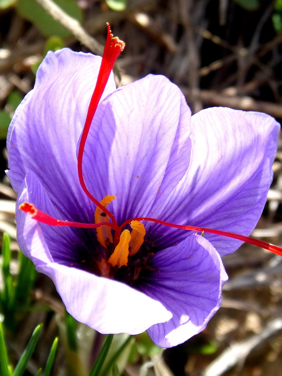 15 x Crocus Sativus Bulbs – Saffron Crocus – Hardy Flowering Bulbs
