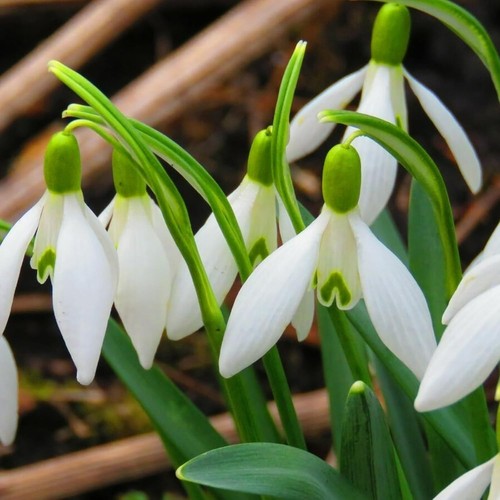 15 x Giant Elwesii Snowdrop Bulbs – Hardy White Spring Flowers