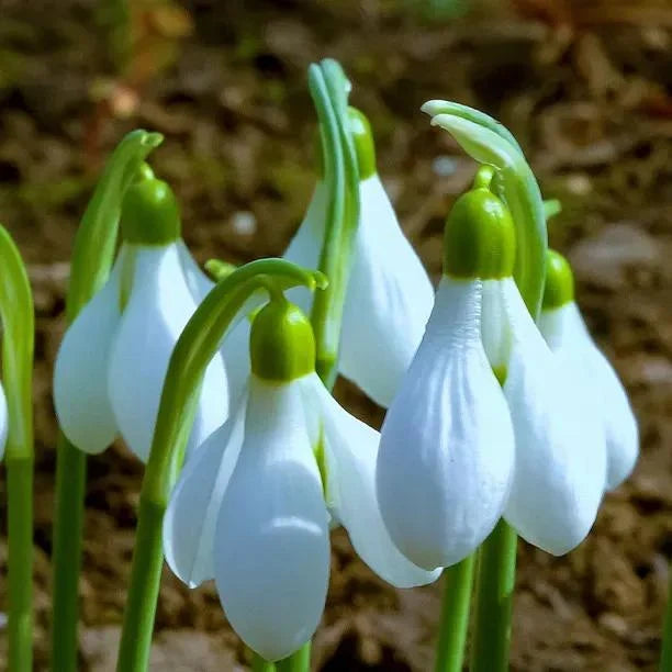 15 x Giant Elwesii Snowdrop Bulbs – Hardy White Spring Flowers