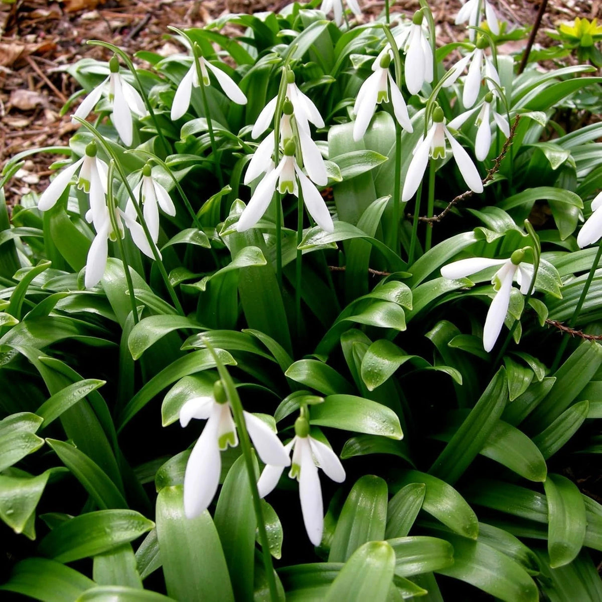 15 x Giant Elwesii Snowdrop Bulbs – Hardy White Spring Flowers