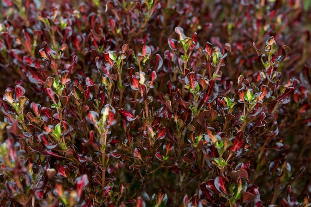 2 x Coprosma 'Glowing Embers' – Stunning Mirror Evergreen Shrub in 9cm Pots
