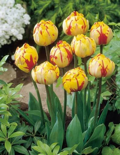 10 x Golden Nizza Double Tulip Bulbs – Golden Yellow Peony Flowered