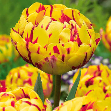 10 x Golden Nizza Double Tulip Bulbs – Golden Yellow Peony Flowered