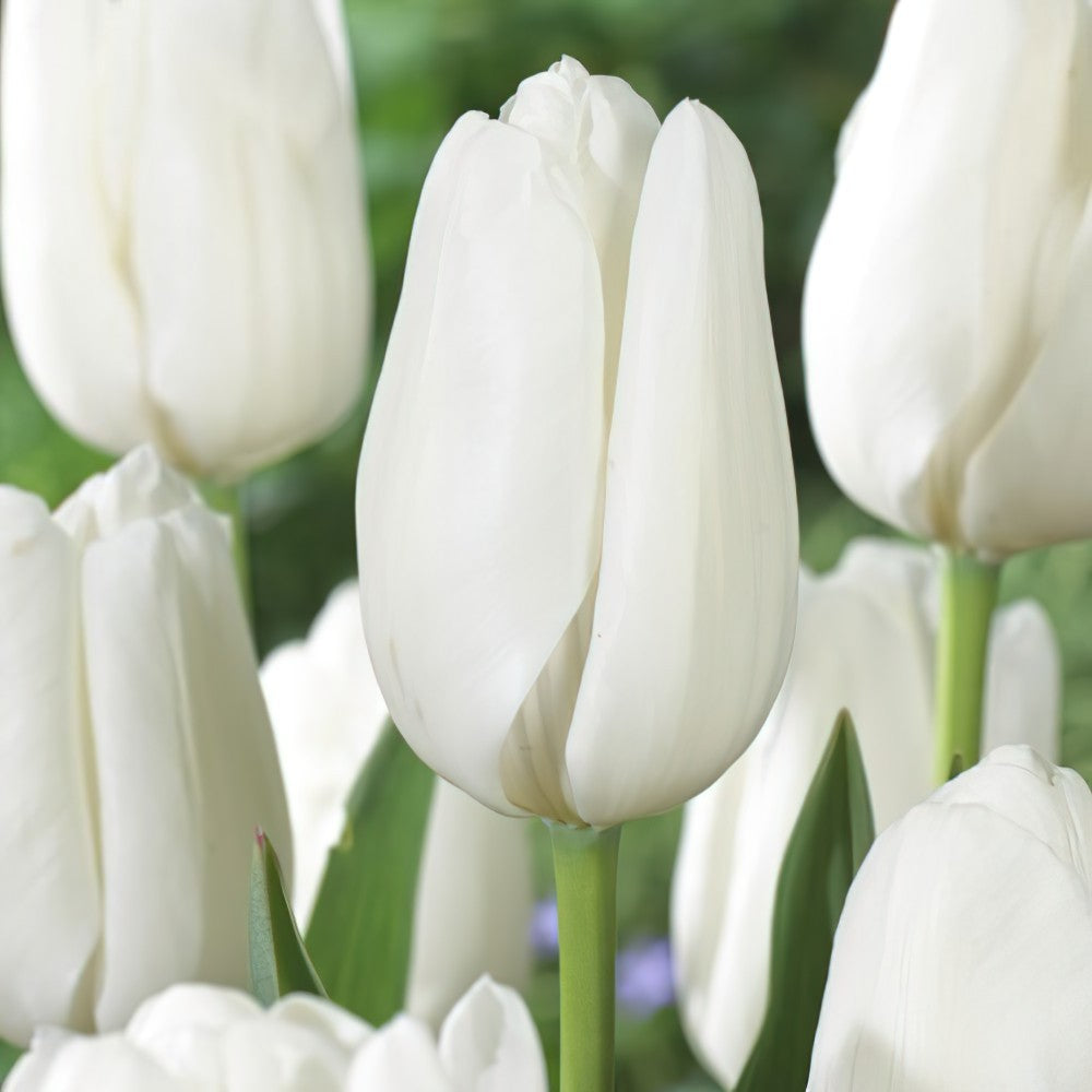 10 x Hakuun Tulip Bulbs – Pure White Tulips